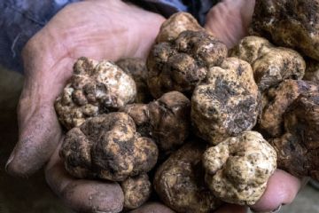 Presentazione telematica delle domande di indennit&#224; per la conservazione del patrimonio tartufigeno regionale anno 2024